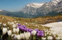 Crocus albiflorus+vernus